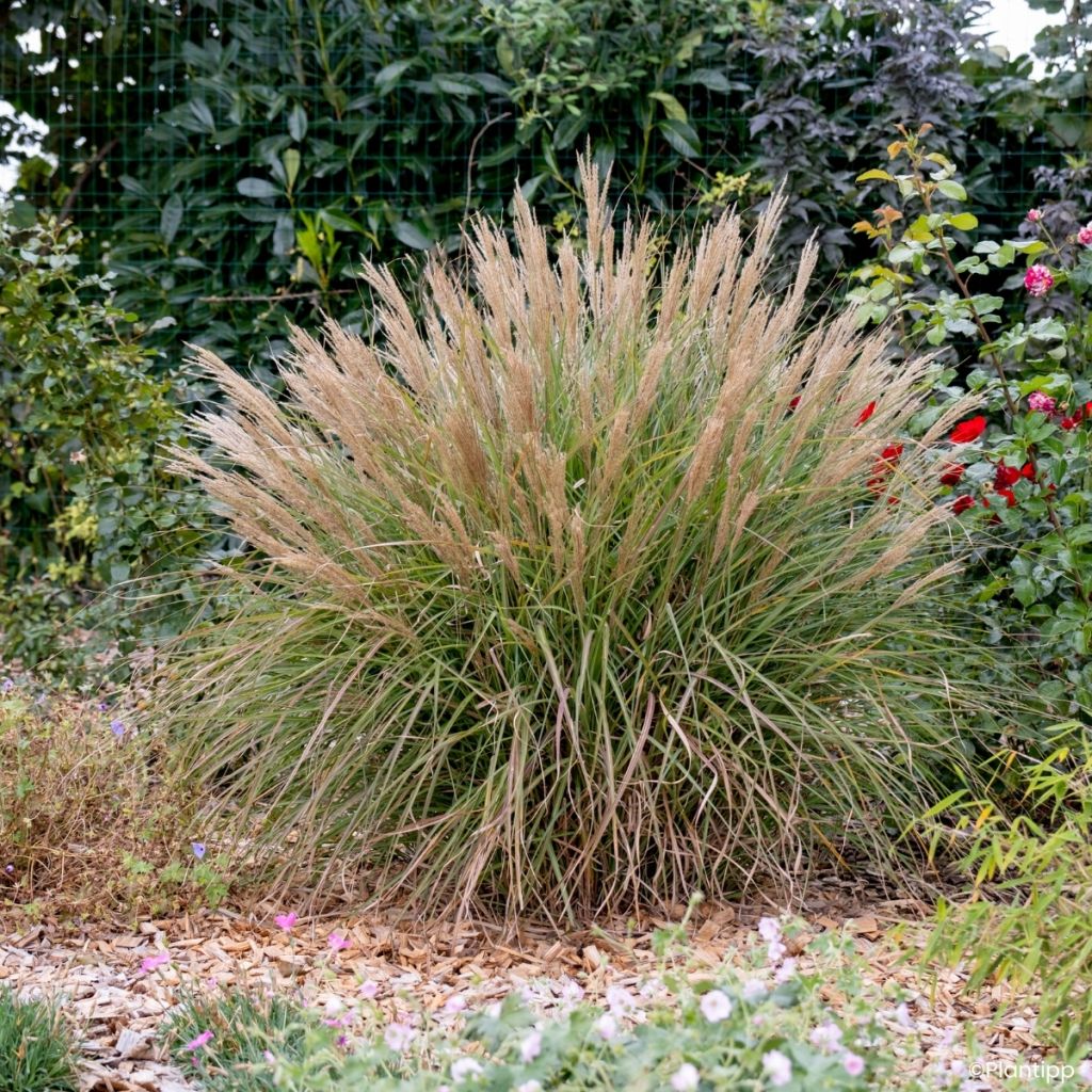 Miscanthus sinensis Missmini - Prachtriet