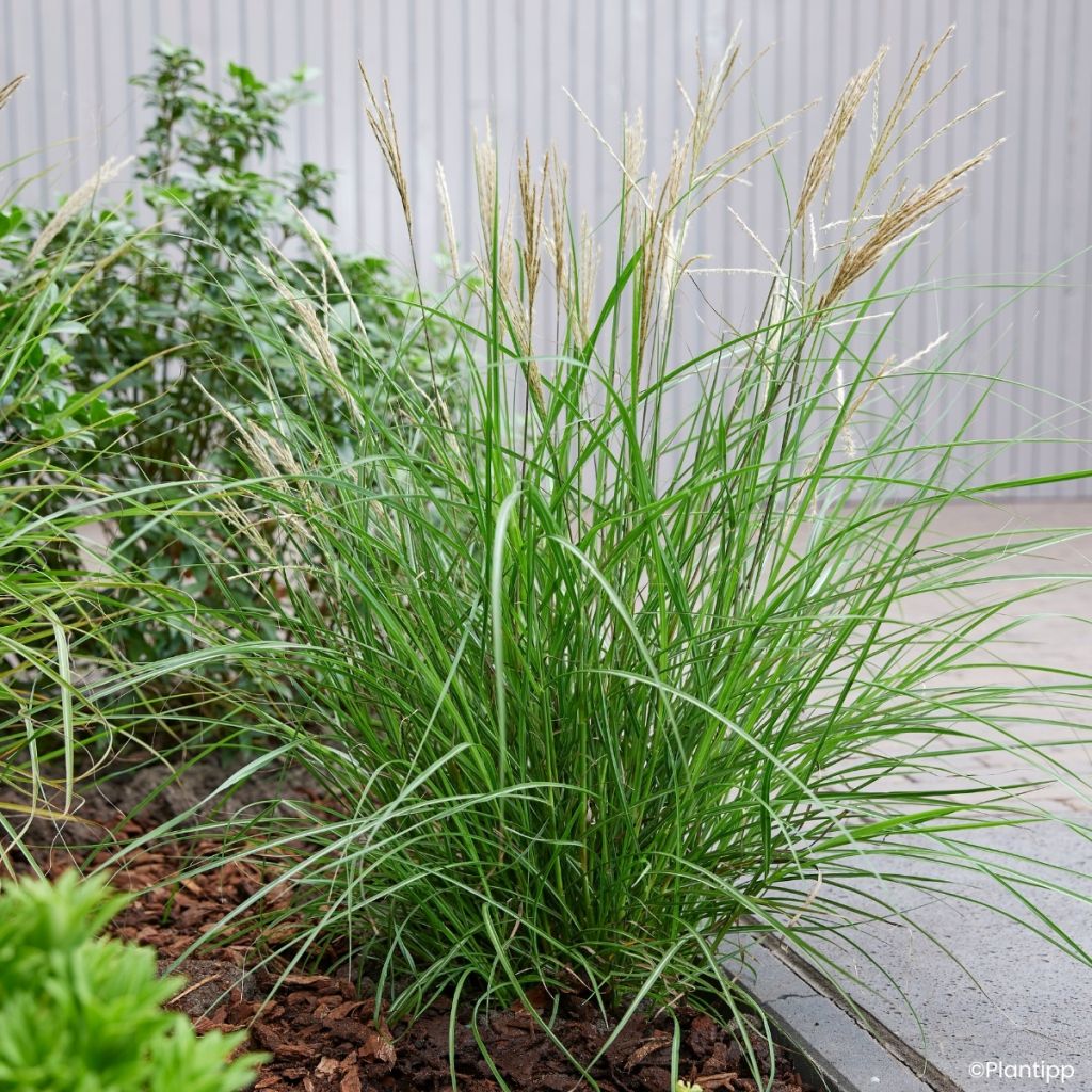 Miscanthus sinensis Missmini - Prachtriet