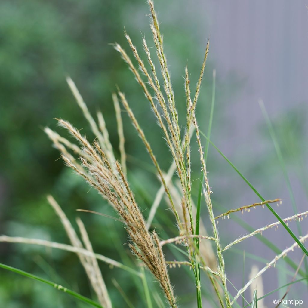 Miscanthus sinensis Missmini - Prachtriet