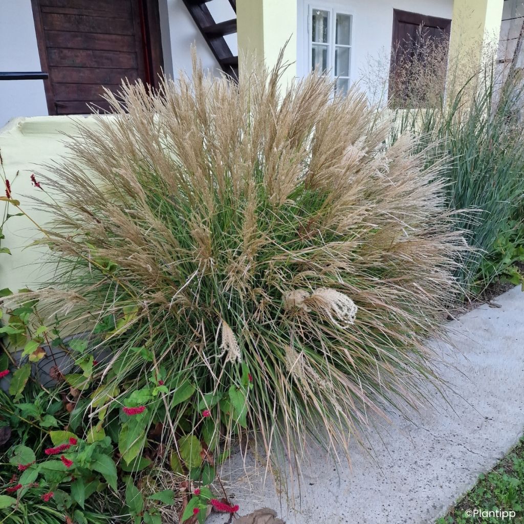 Miscanthus sinensis Missmini - Prachtriet