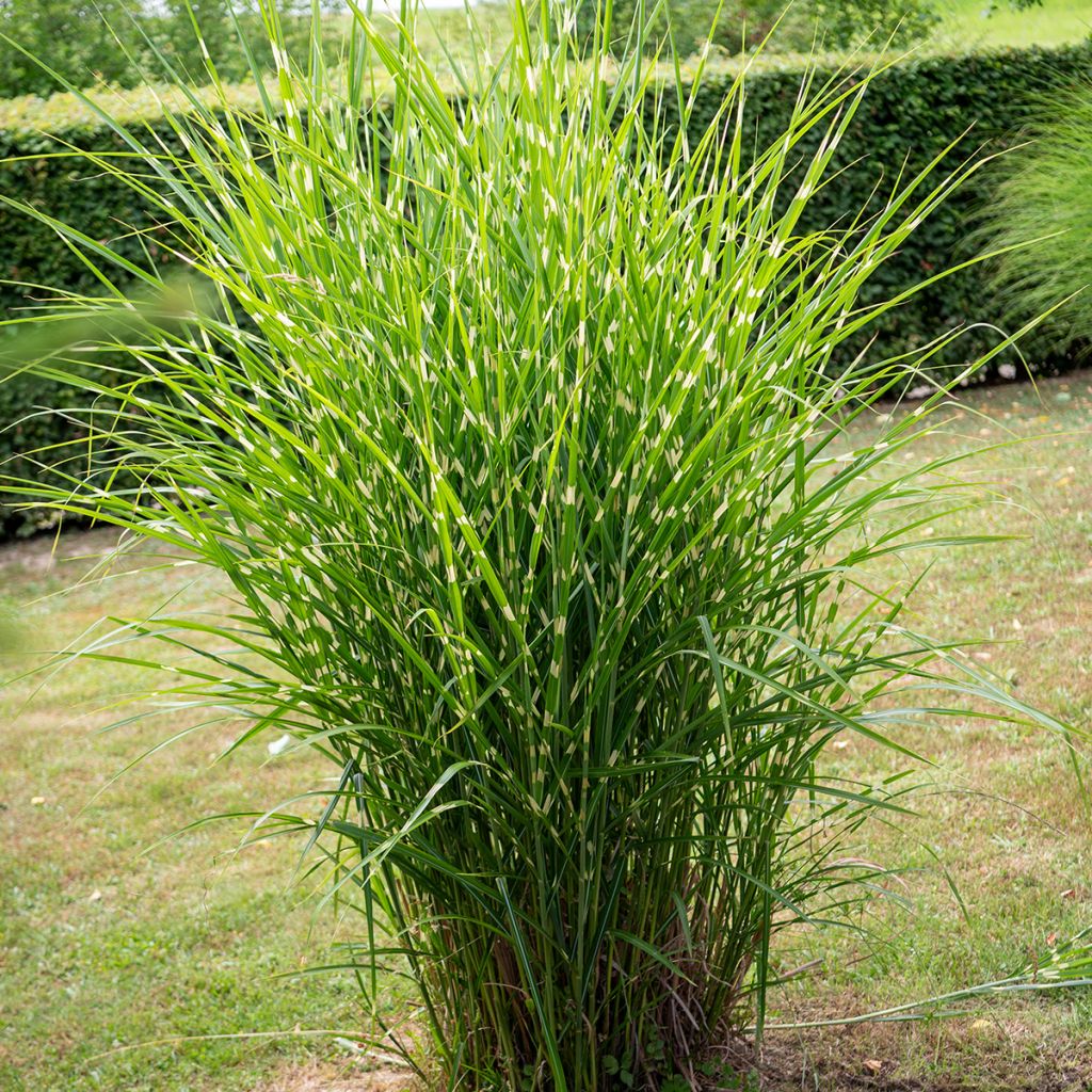 Miscanthus sinensis Giraffe - Prachtriet
