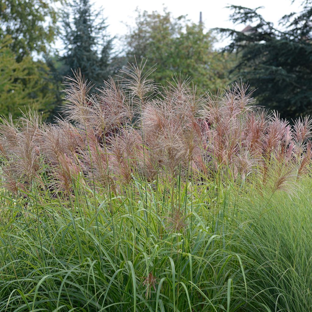 Miscanthus transmorrisonensis Sunset - Prachtriet