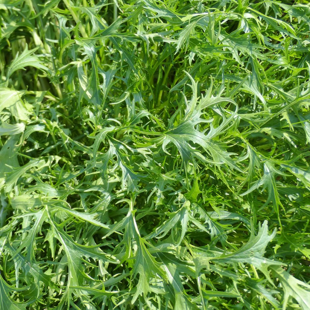 Japanse bladkool Mizuna Early