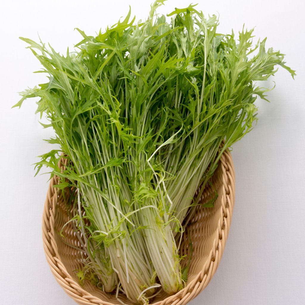 Japanse bladkool Mizuna Early