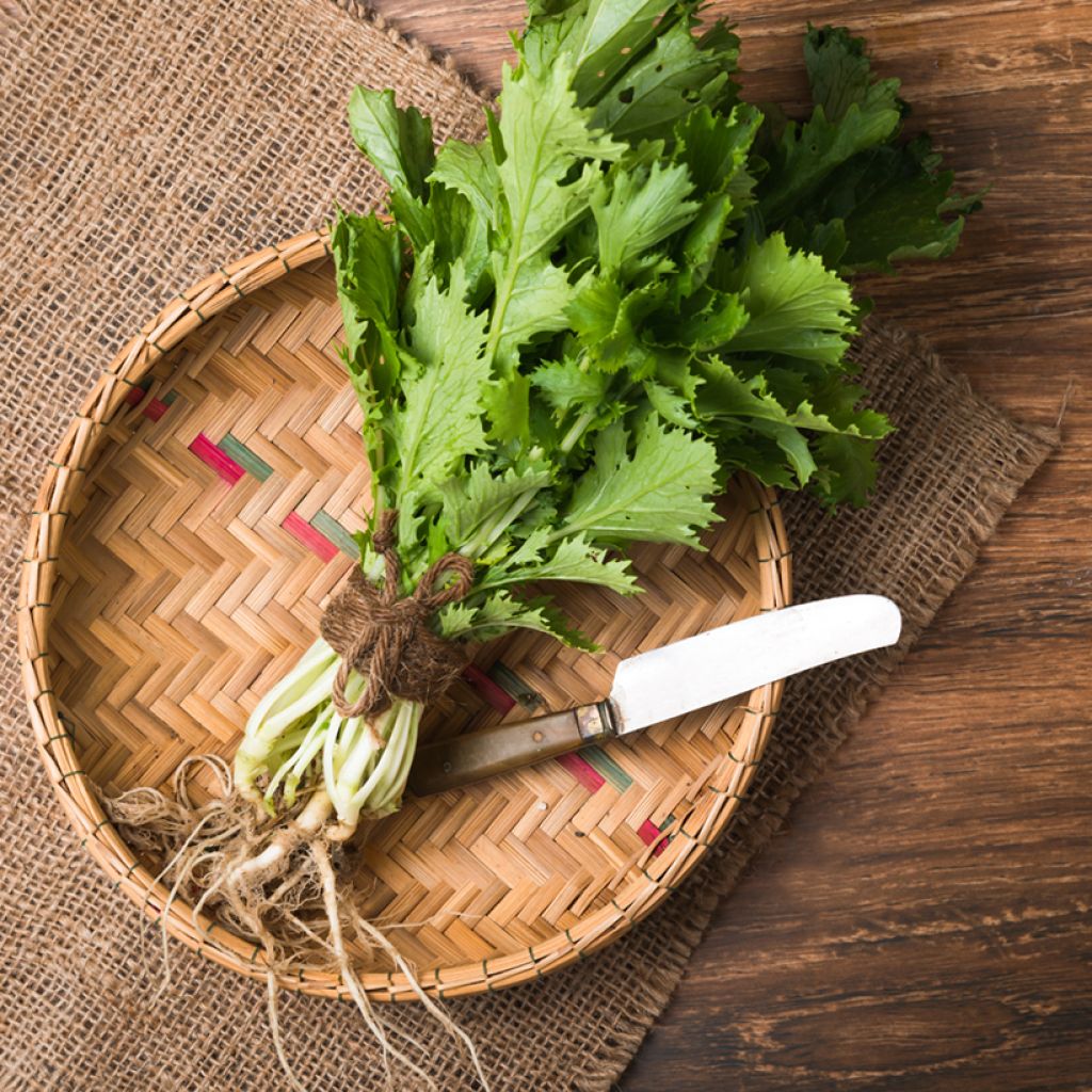 Mizuna Kyoto - Ferme de Sainte Marthe