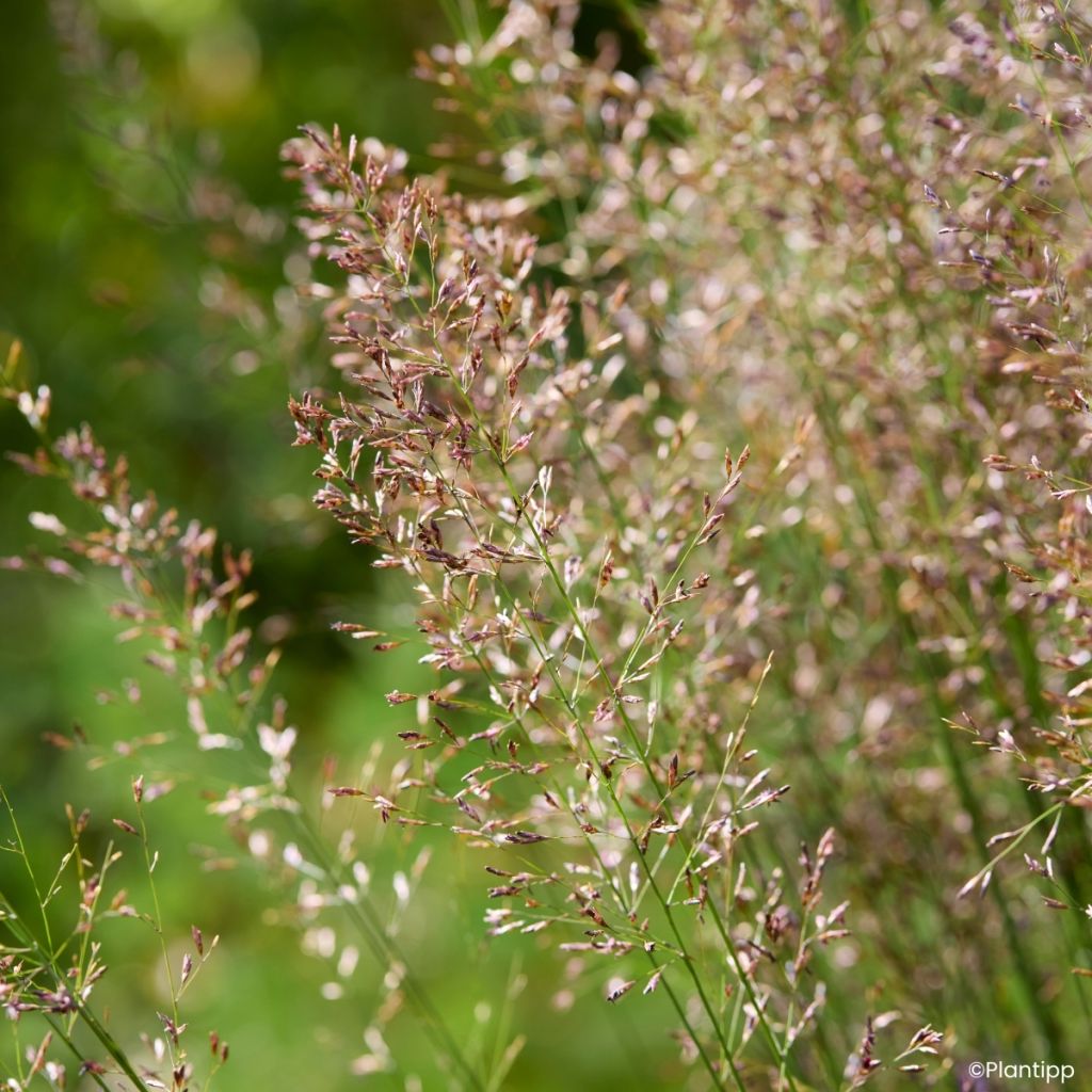 Molinia caerulea Banshee - Pijpenstrootje