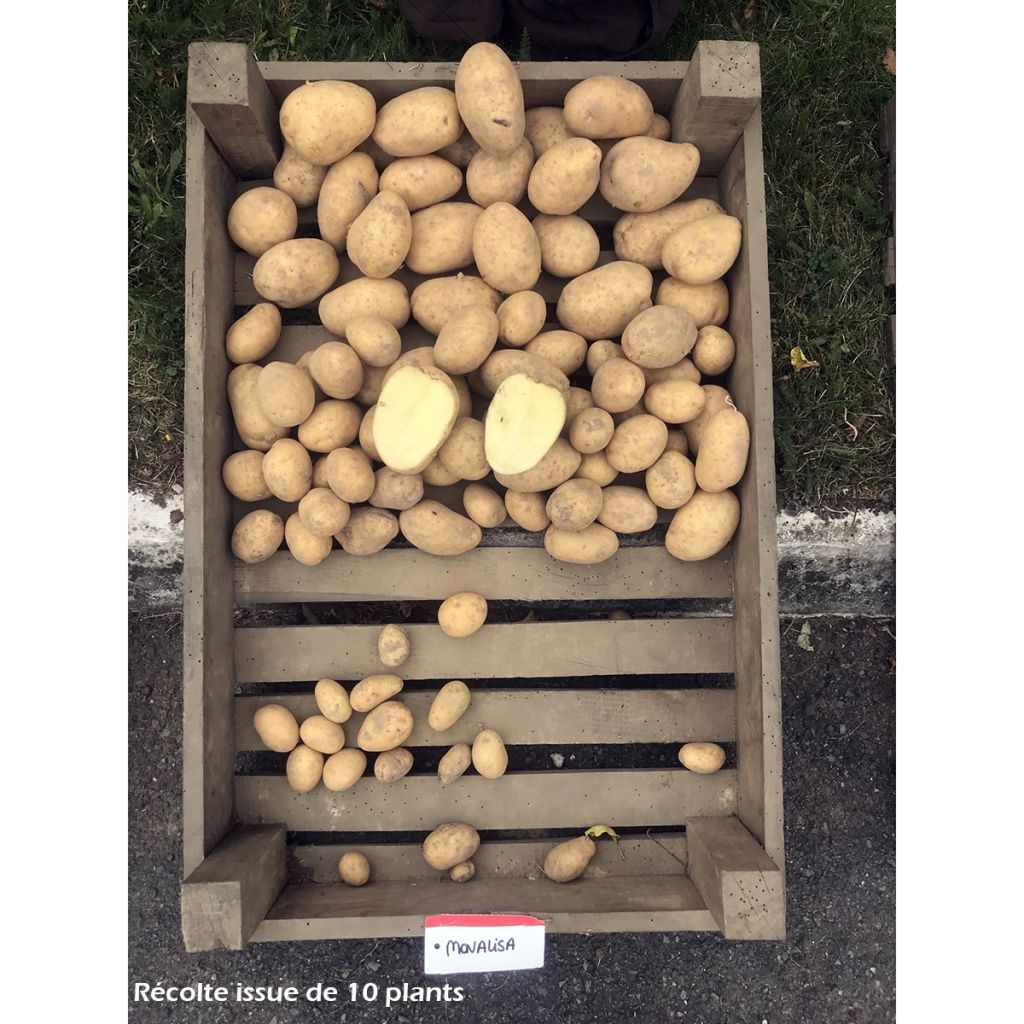 Primula Rosanna Mix F1 - Stengelloze sleutelbloem