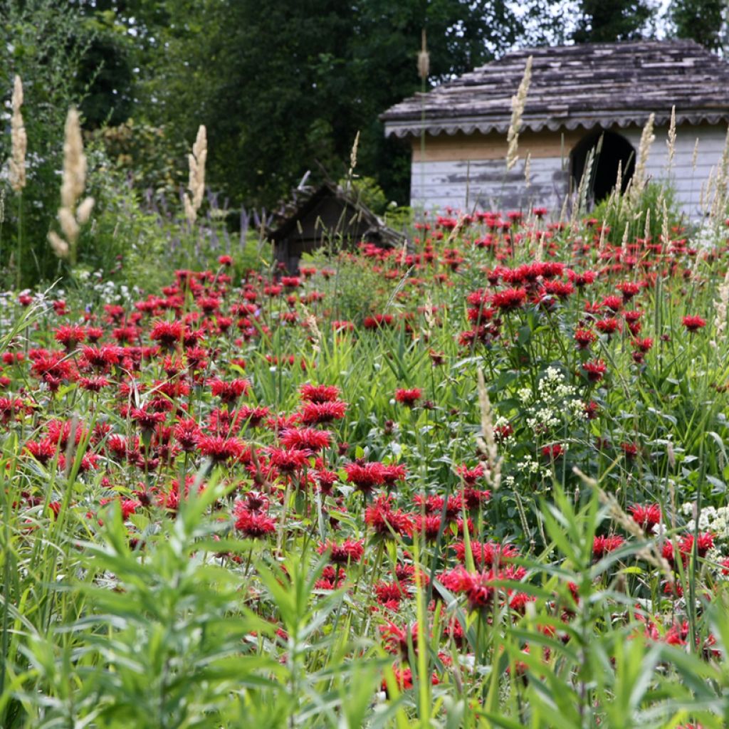 Monarda Gardenview Scarlet - Bergamotplant