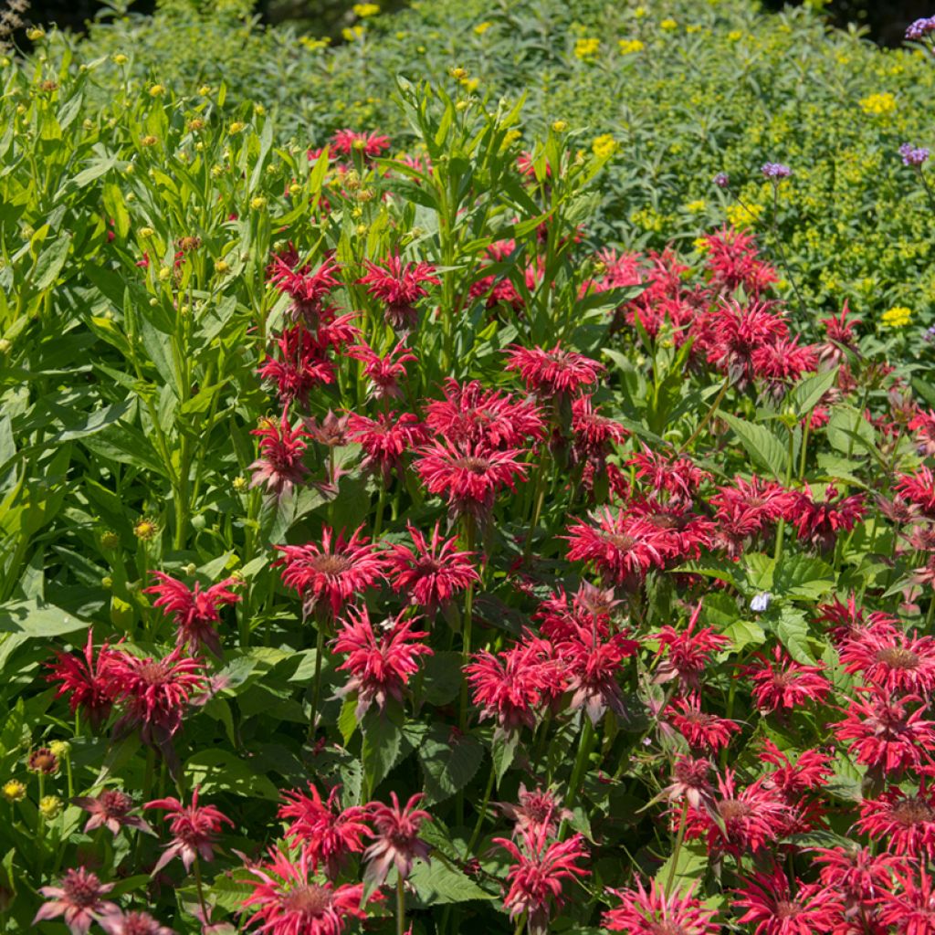 Monarda Gardenview Scarlet - Bergamotplant