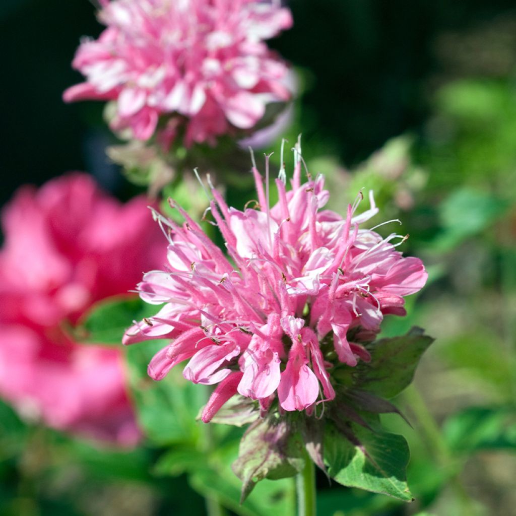 Monarda didyma Sugar Buzz Pink Frosting - Bergamotplant