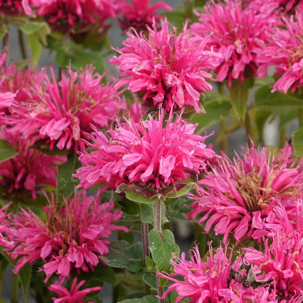 Monarda didyma Cranberry Lace - Bergamotplant
