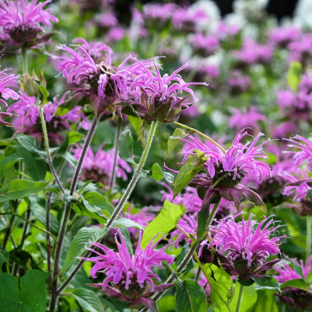 Monarda Blaustrumpf - Bergamotplant