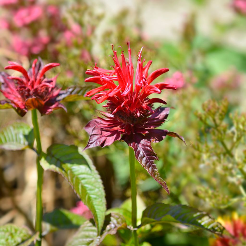 Monarda Cambridge Scarlet - Bergamotplant