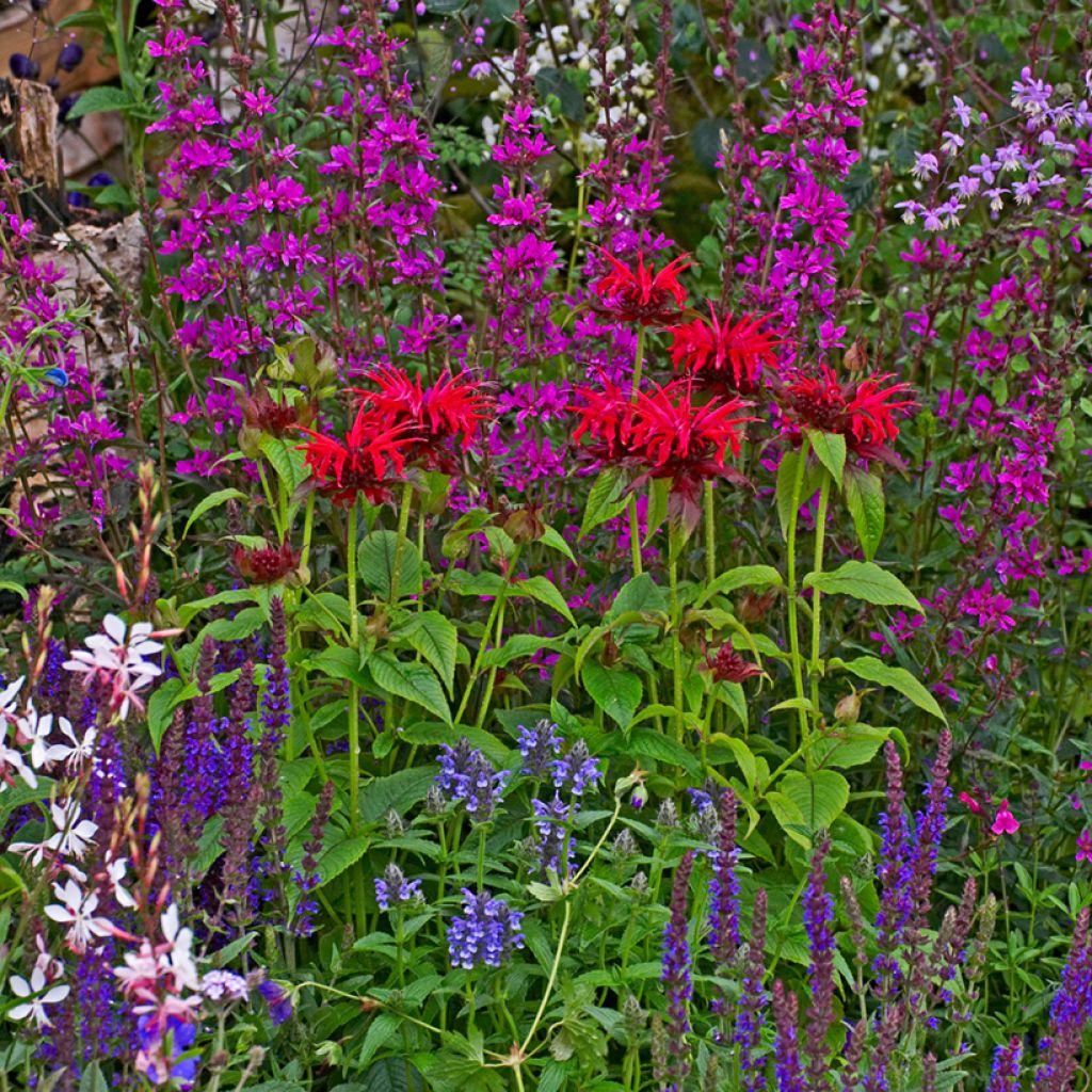 Monarda Cambridge Scarlet - Bergamotplant