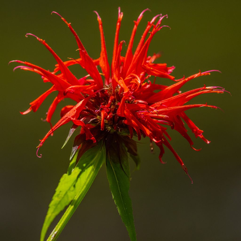 Monarda Fireball - Bergamotplant