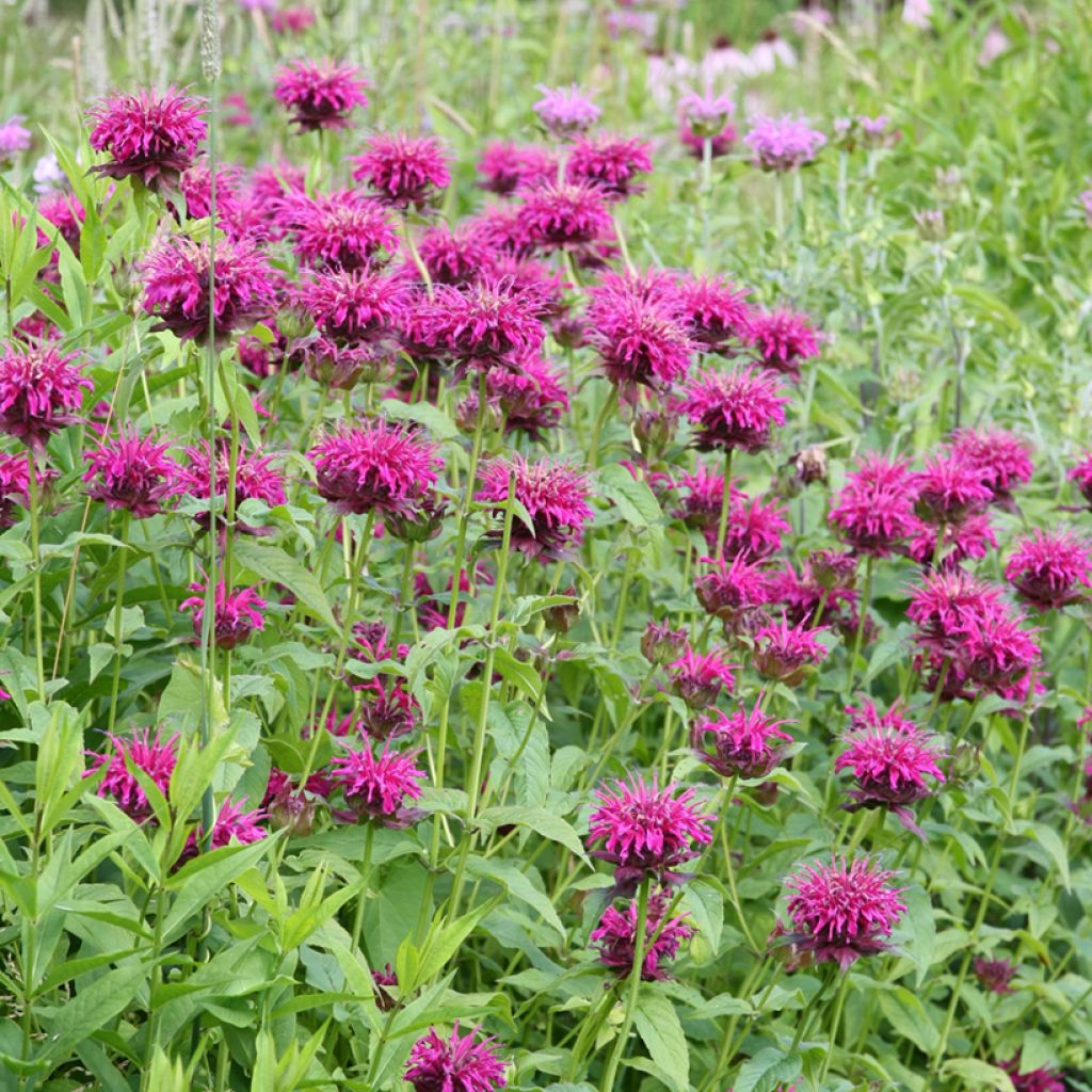 Monarda Heidelerche - Bergamotplant