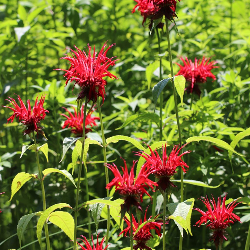 Monarda Jacob Cline - Bergamotplant