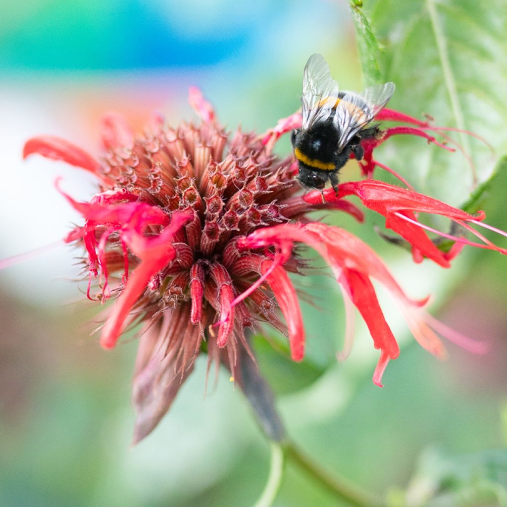 Monarda Jacob Cline - Bergamotplant