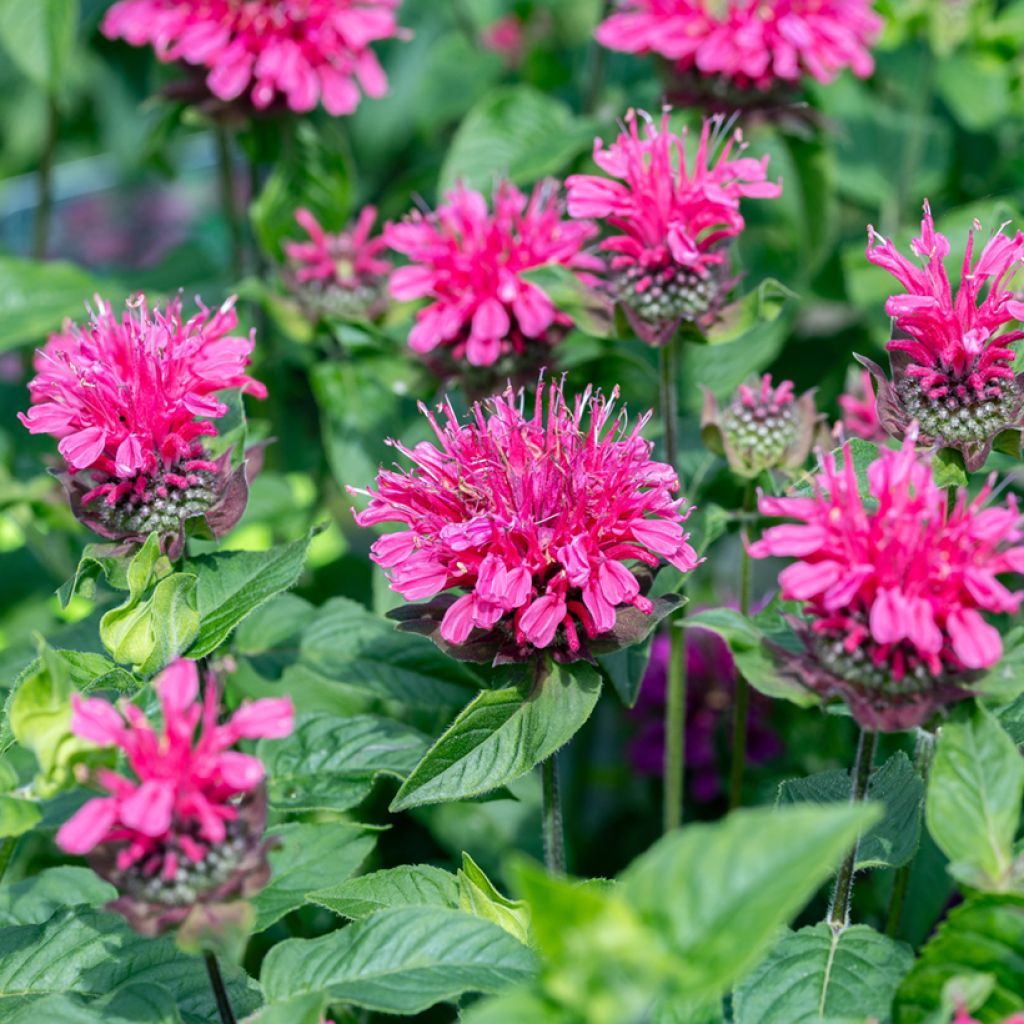 Monarda Pink Lace - Bergamotplant