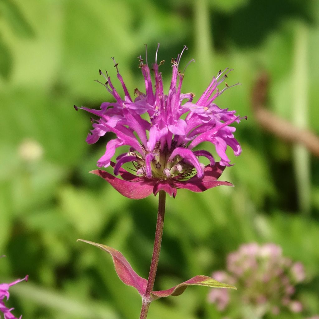 Monarda fistulosa menthifolia - Wilde bergamot