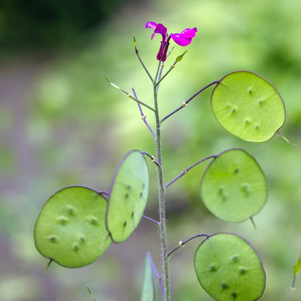 Lunaria annua - Judaspennig