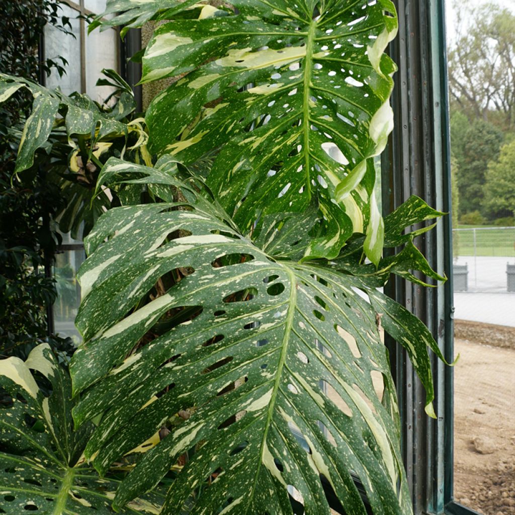 Monstera Thai Constellation - Gatenplant