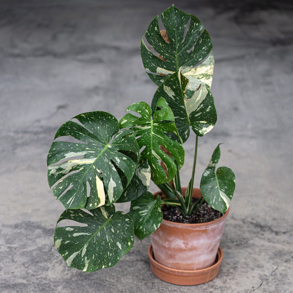 Monstera Thai Constellation - Gatenplant