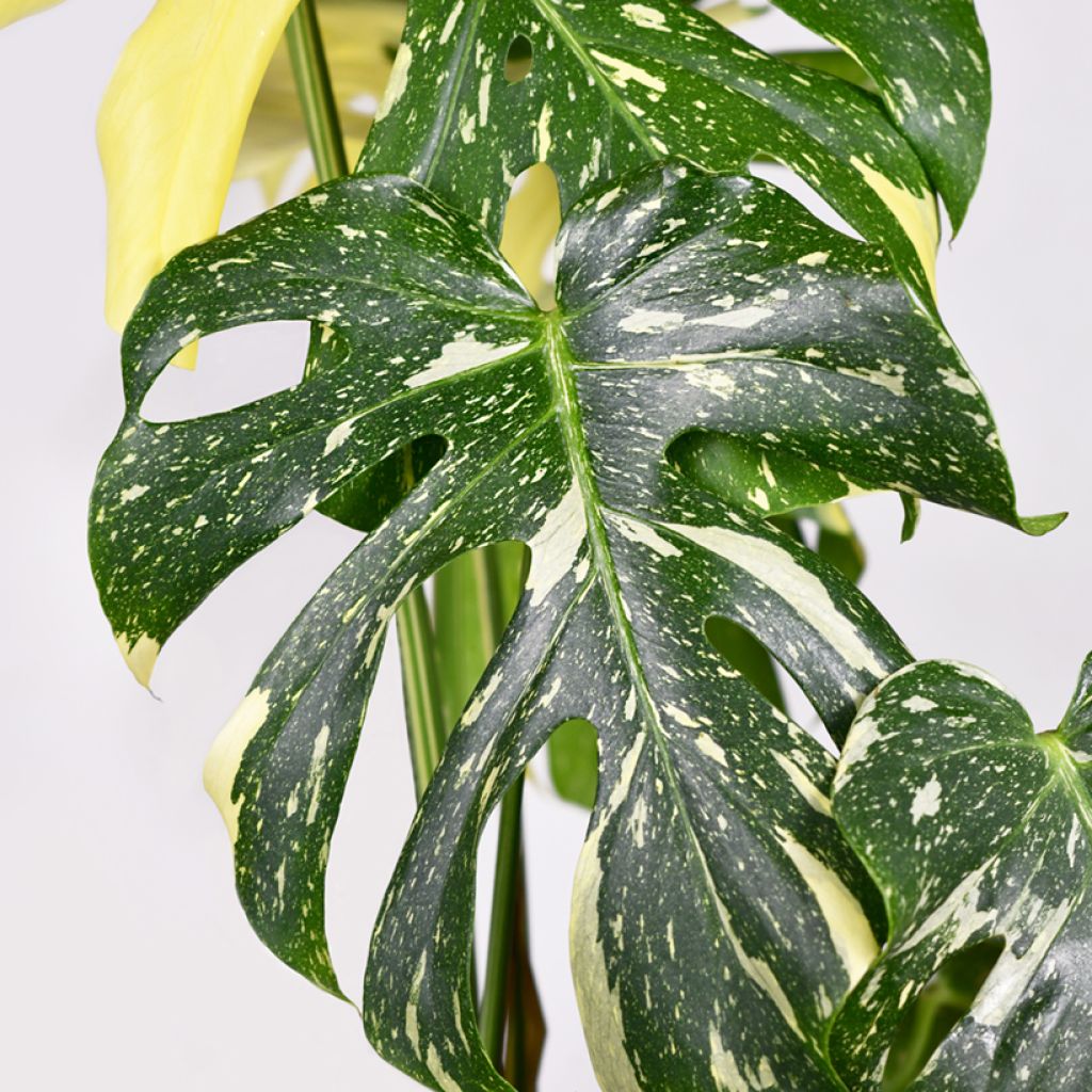 Monstera Thai Constellation - Gatenplant