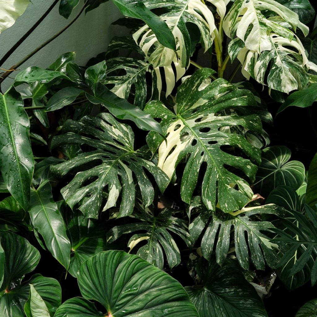 Monstera Thai Constellation - Gatenplant