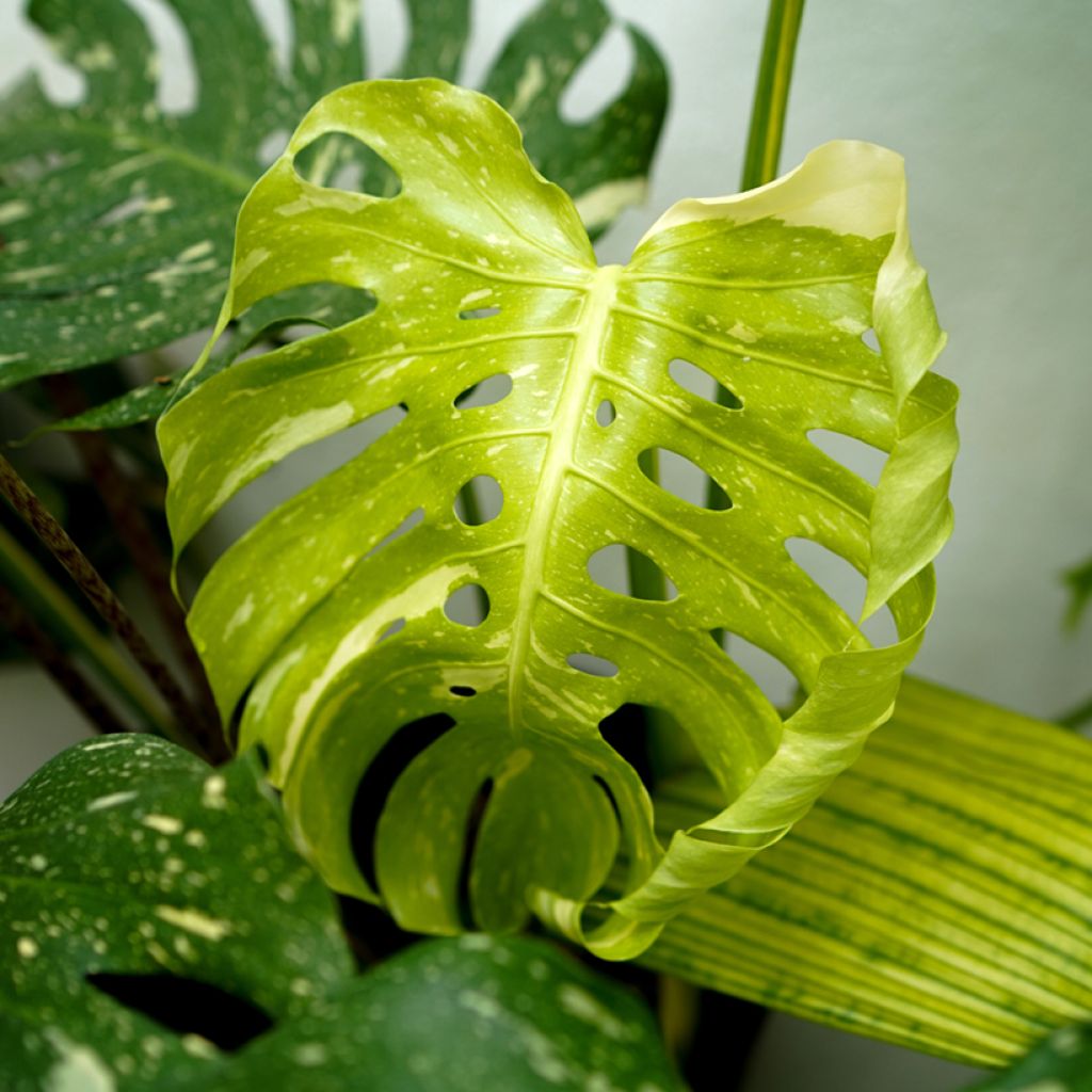 Monstera Thai Constellation - Gatenplant