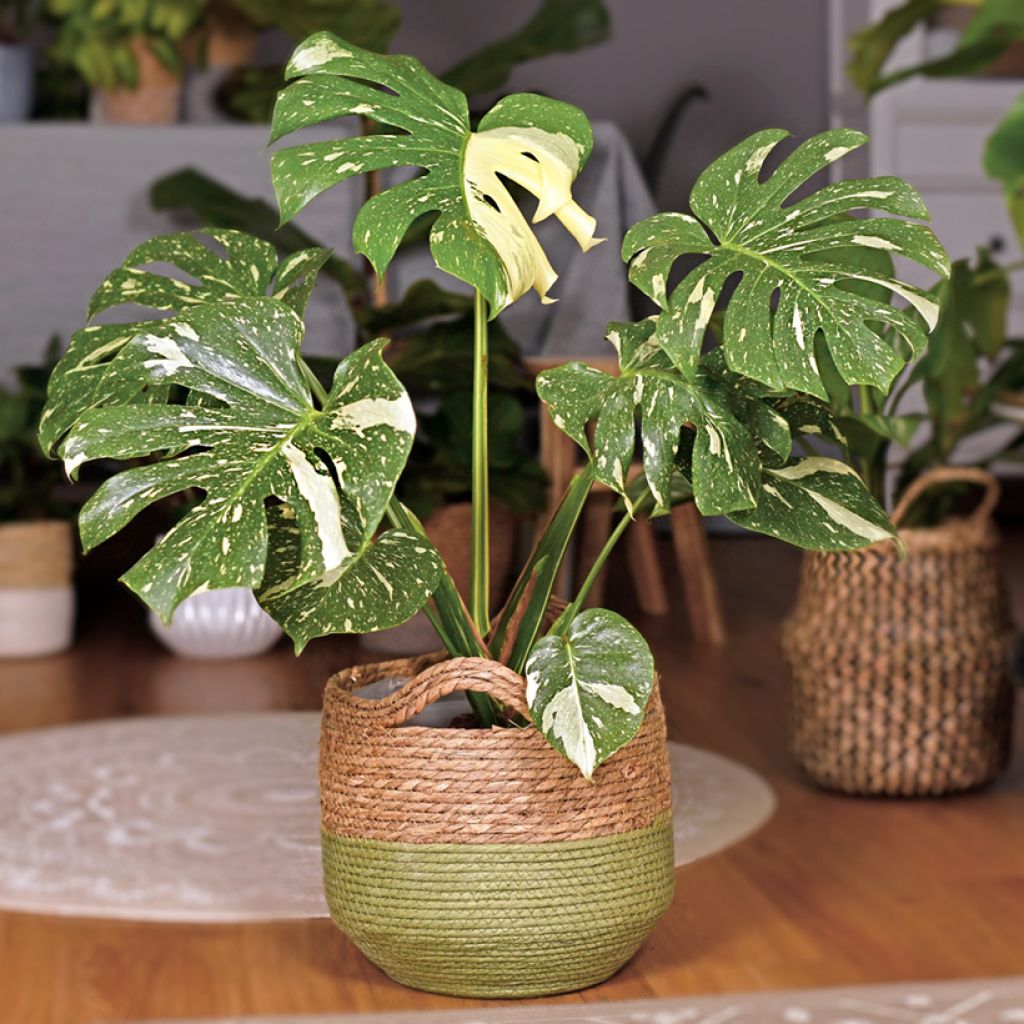 Monstera Thai Constellation - Gatenplant