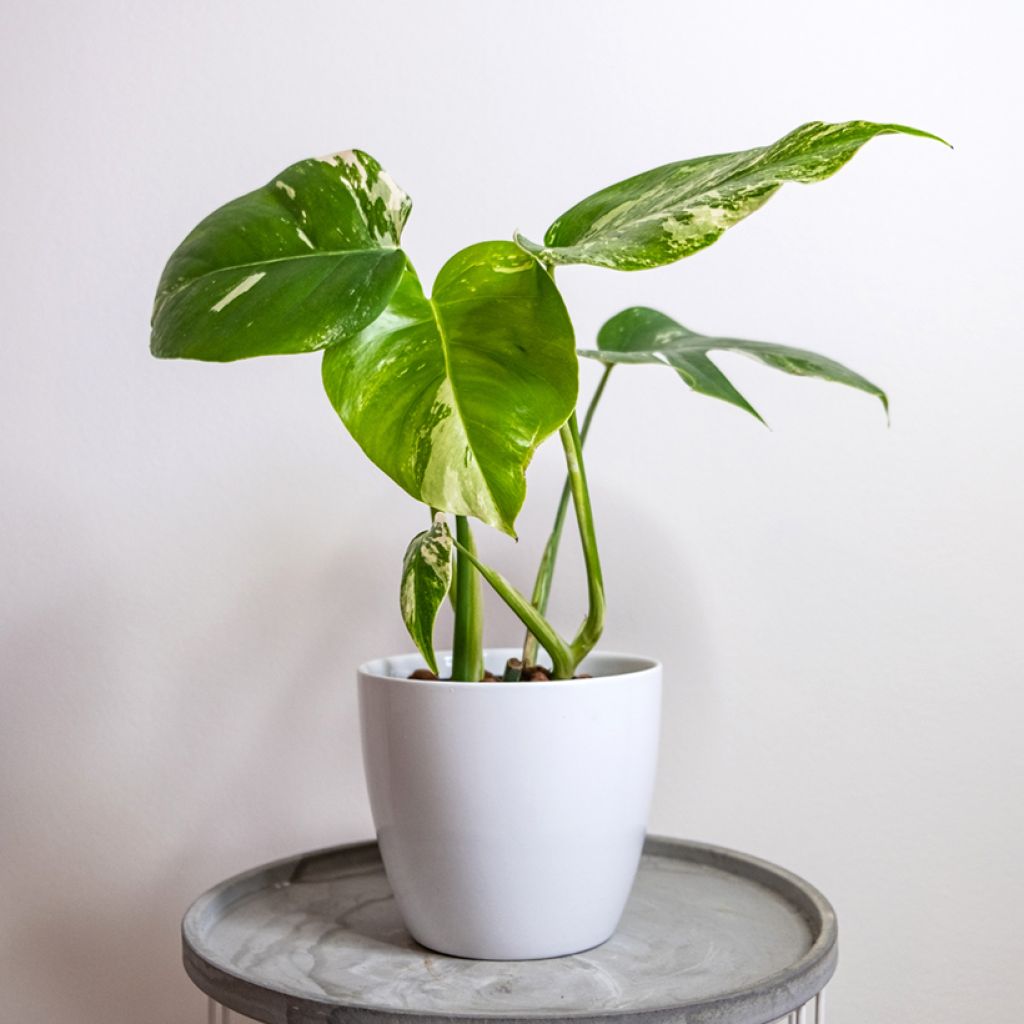 Monstera Thai Constellation - Gatenplant