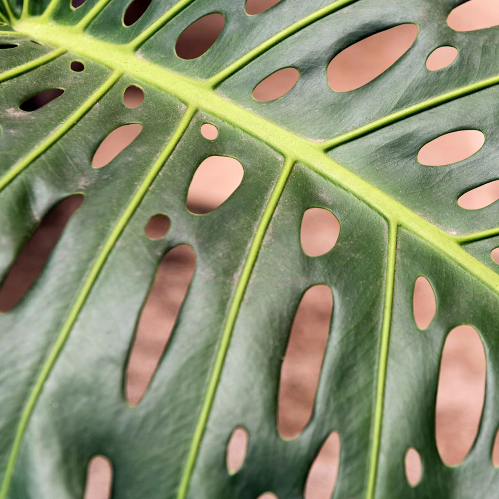 Monstera deliciosa - Gatenplant