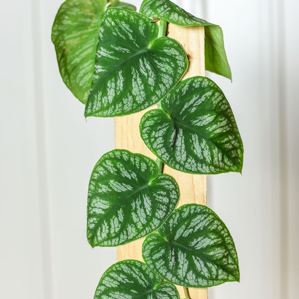 Monstera dubia