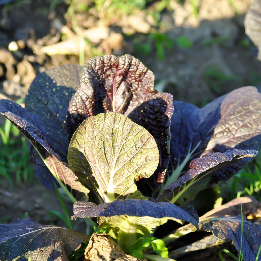 Mosterdsla Red Giant BIO - Ferme de Sainte Marthe