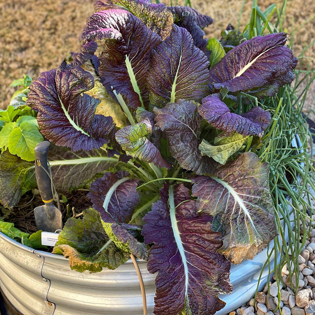 Mosterdsla Red Giant BIO - Ferme de Sainte Marthe