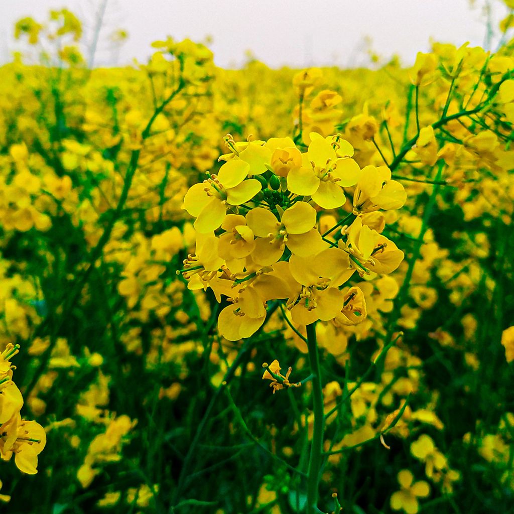 Witte mosterd groenbemester - Sinapis alba