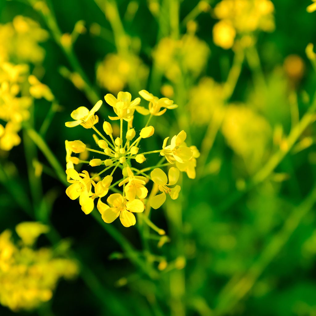 Witte mosterd groenbemester - Sinapis alba
