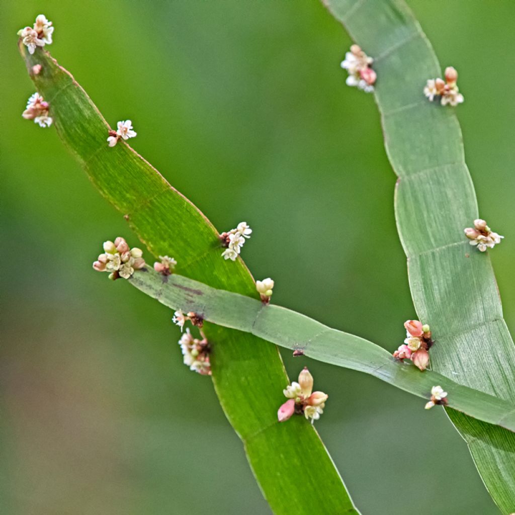 Muehlenbeckia platyclada - Lintplant