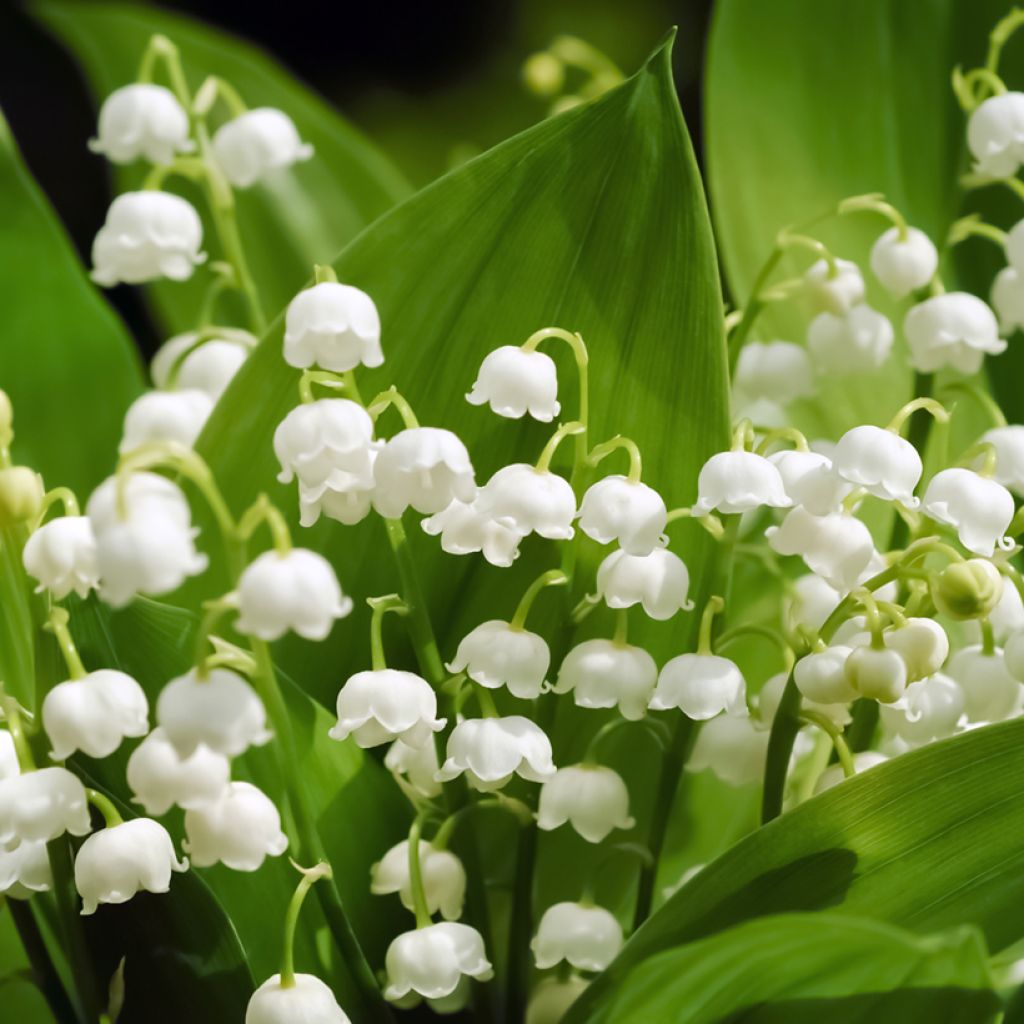 Convallaria majalis - Lelietje-van-dalen