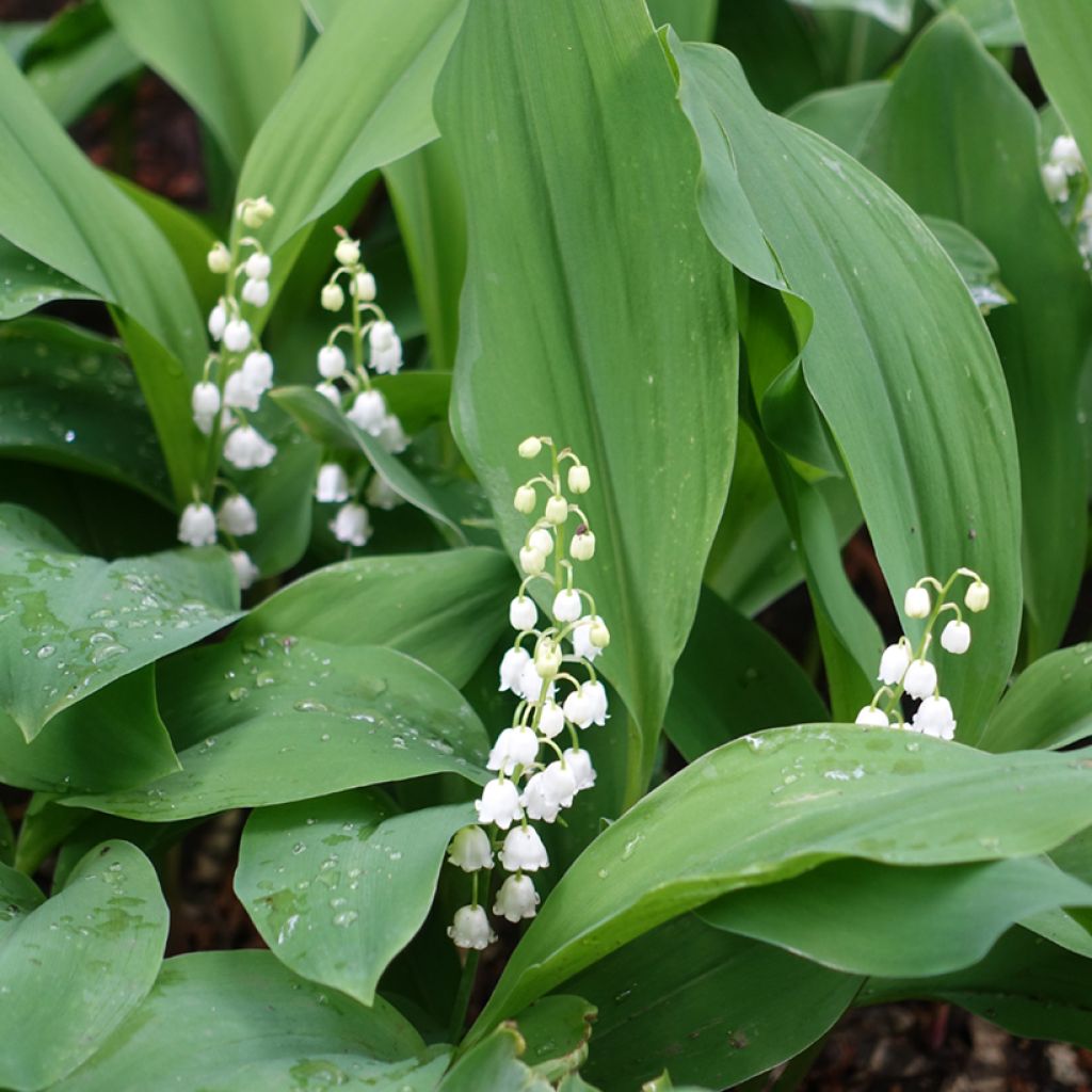Convallaria majalis - Lelietje-van-dalen