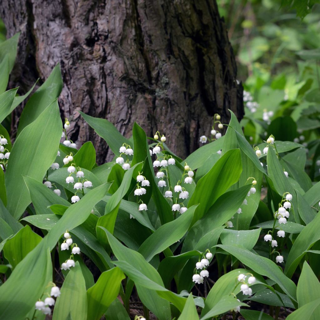 Convallaria majalis - Lelietje-van-dalen