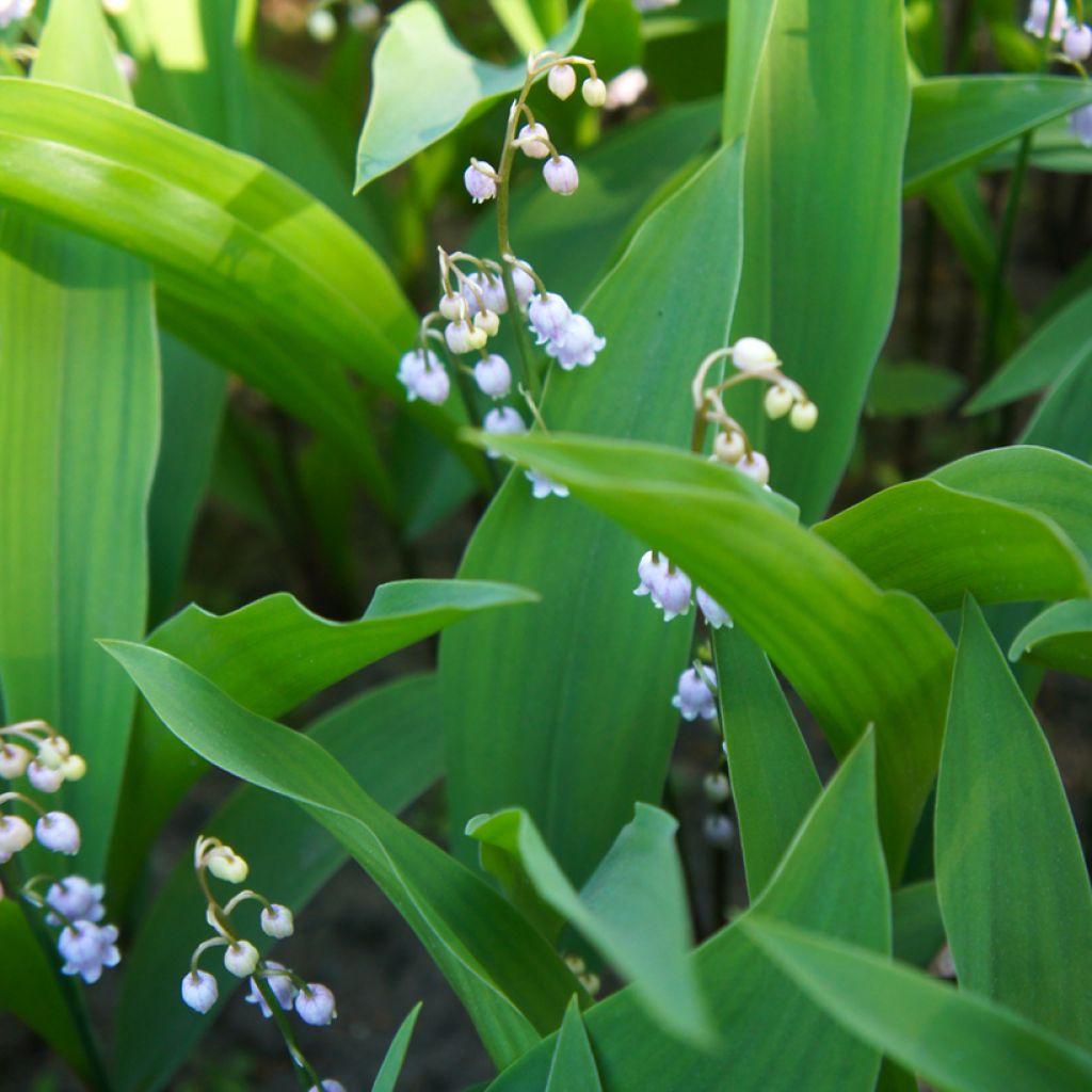 Convallaria majalis Rosea - Lelietje-van-dalen roze