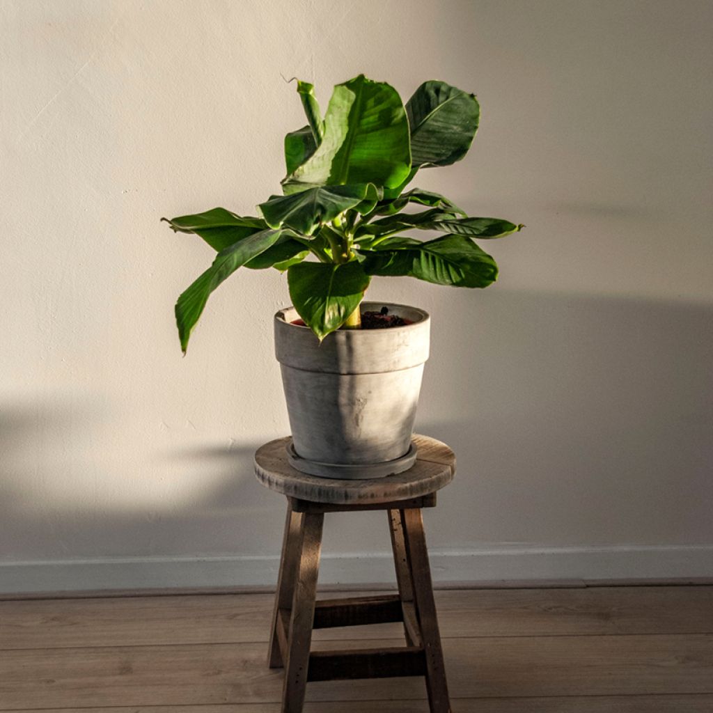 Musa acuminata - Bananenplant