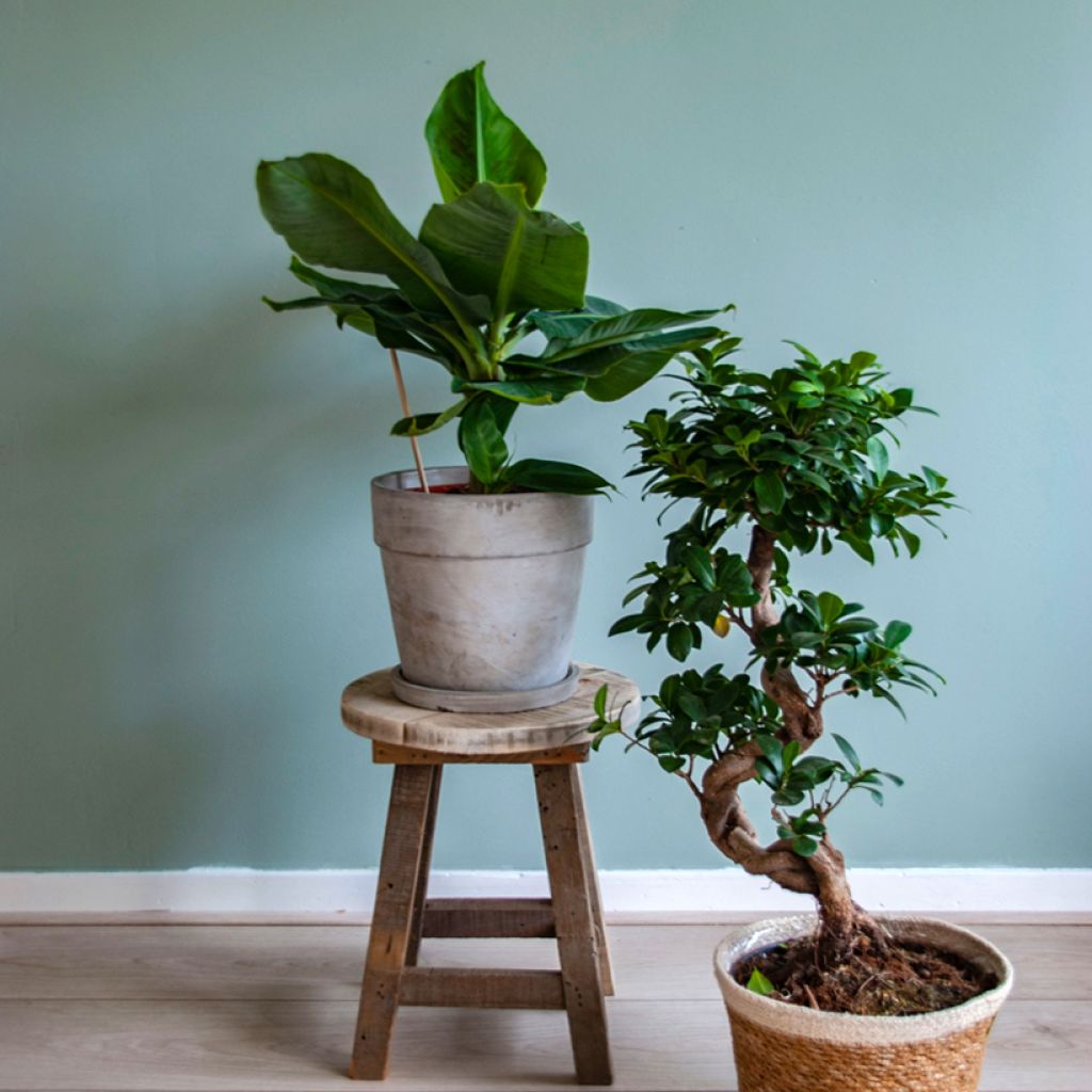 Musa acuminata - Bananenplant