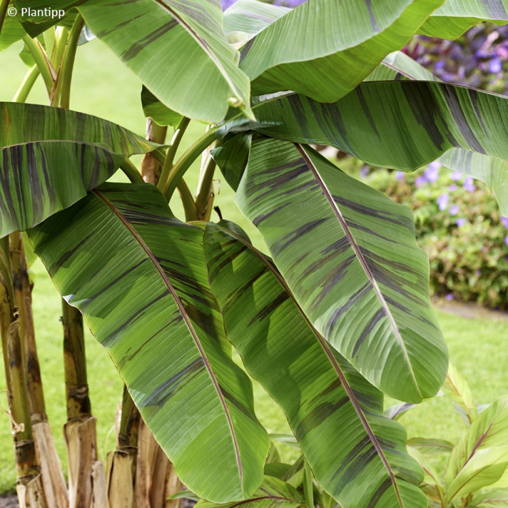 Musa sikkimensis Ever Red - Darjeeling-banaan