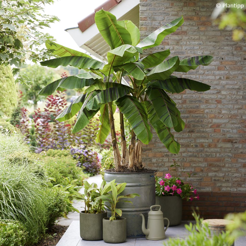 Musa sikkimensis Ever Red - Darjeeling-banaan