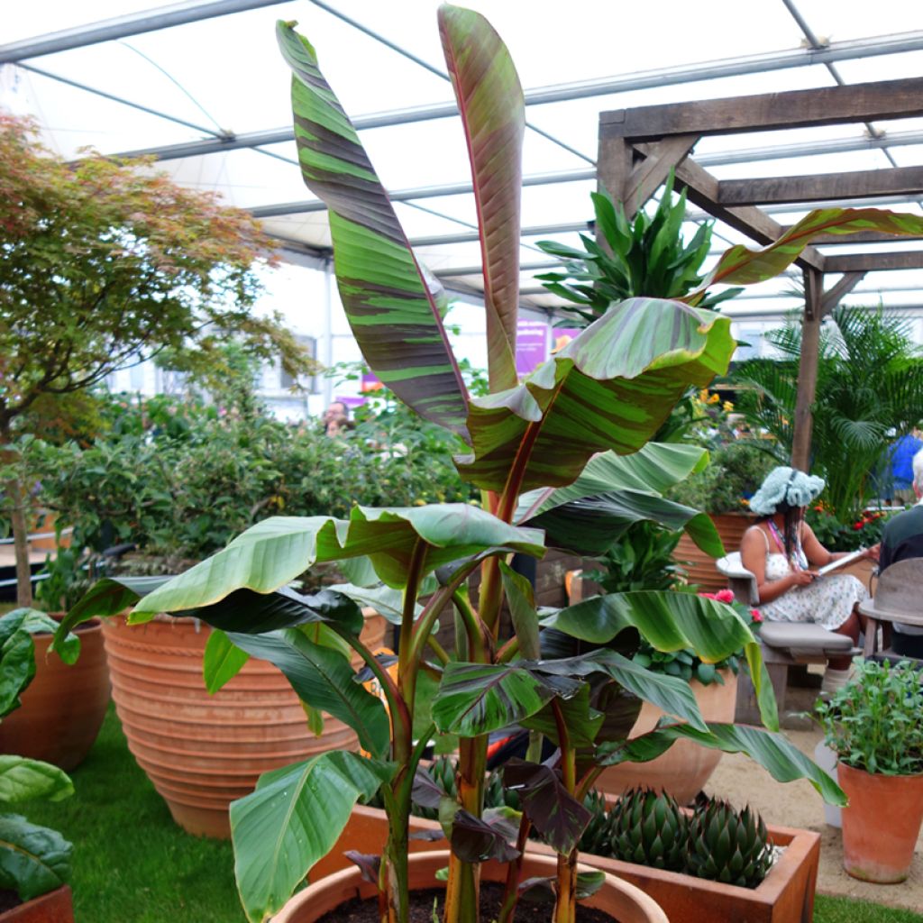 Musa sikkimensis Ever Red - Darjeeling-banaan