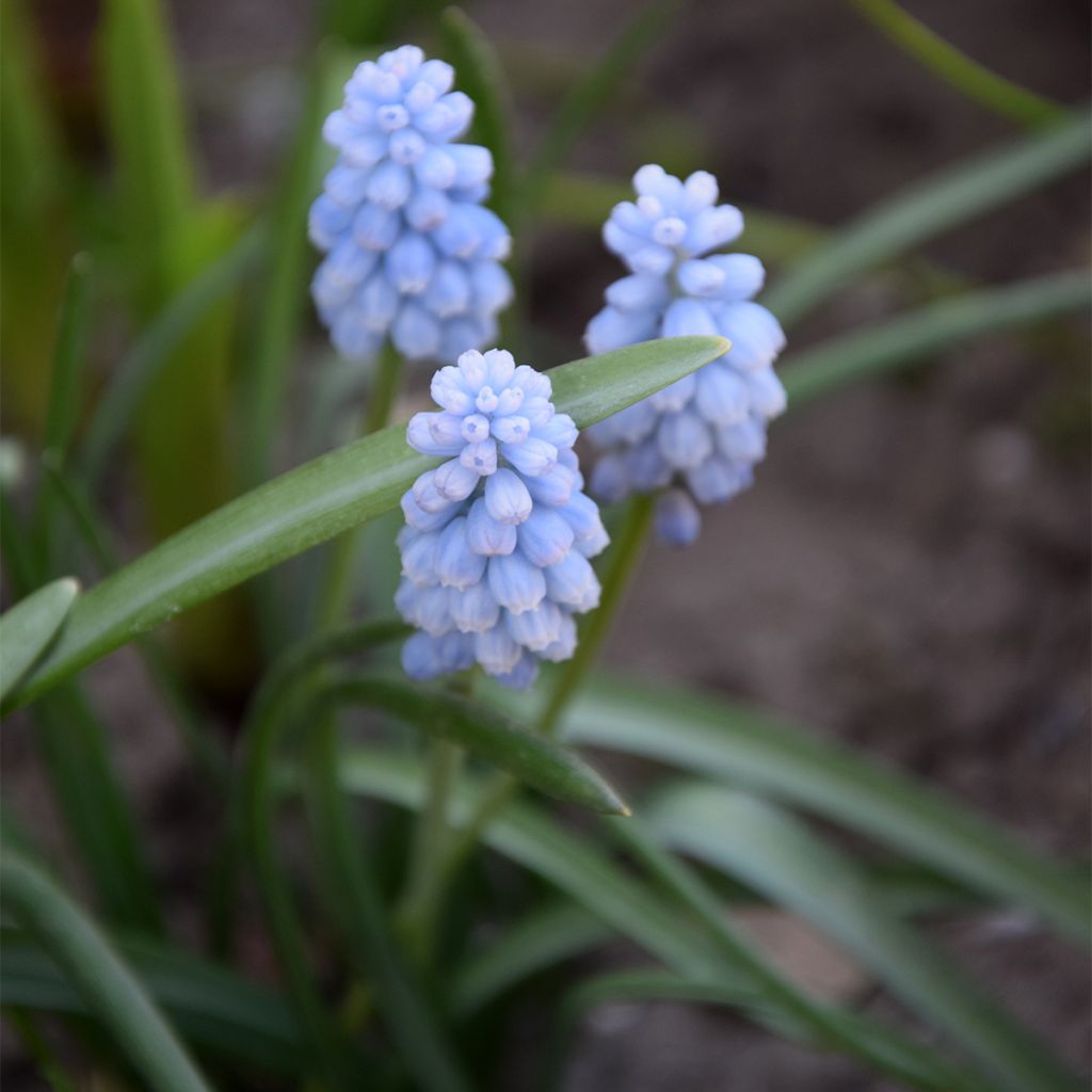 Muscari Baby's Breath - Wilde druifhyacint