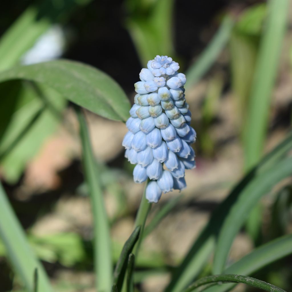 Muscari Baby's Breath - Wilde druifhyacint